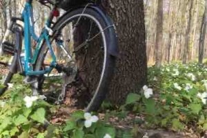 Bike leaning against a tree in forest with lots of trillium in bloom