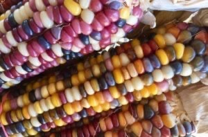 Indian corn closeup