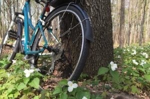 Bike leaning against a tree amid trillium alongside Fred Meijer Bike Trail in Walker, MI