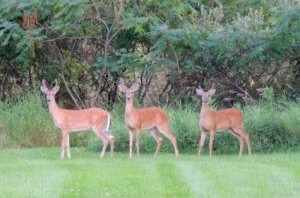 Three young bucks stand at attention in a field
