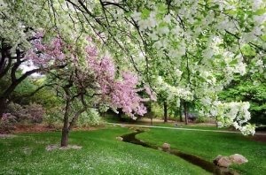 Spring is in full bloom at Dow Gardens