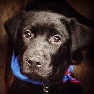 Black labrador with blue and red scarf