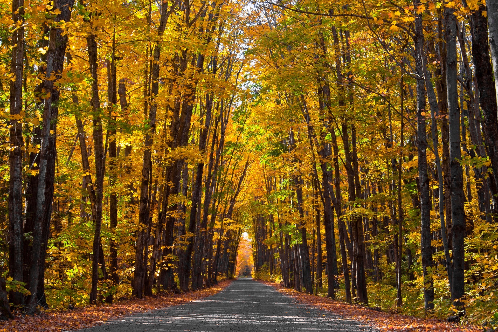Two-lane road under a golden autumnal tree canopy