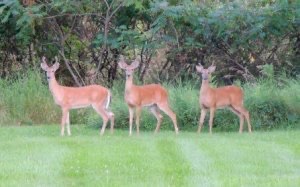 Three young bucks stand at the edge of a wood