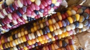 Closeup of Indian corn