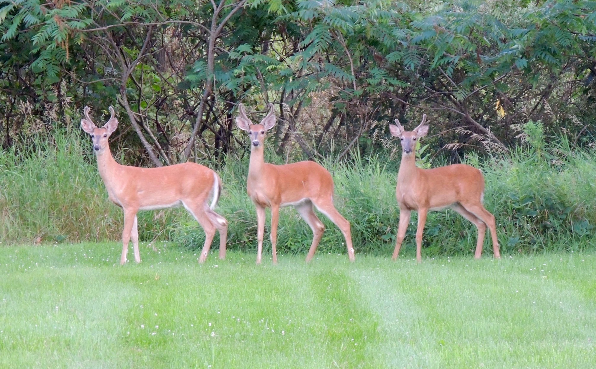 Three bucks stand at attention at the edge of a woods.