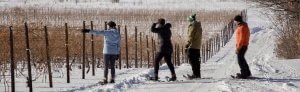 Four people snowshoeing in a vineyard near Bowers Harbor, Old Mission Peninsula