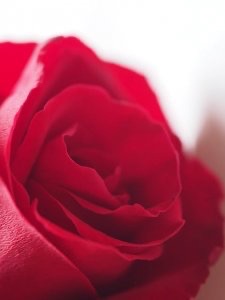 Very close up photo of a single red rose