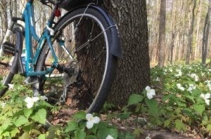 Bicycle is propped against a tree in a woods with trillium