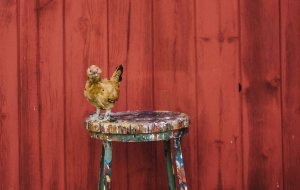 A chicken perches on a paint-covered stool next to the red barn.