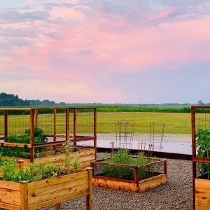 Sun sets at The Morris Estate. In foreground, raised, covered beds of