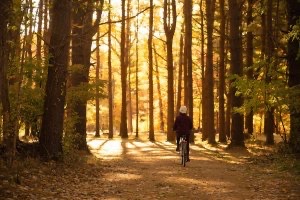 Lone bicycle rider on a path amid tall trees