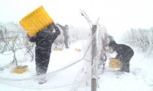 On a bitter and snowy day, workers at Chateau Chantal gather frozen grapes to make ice wine.
