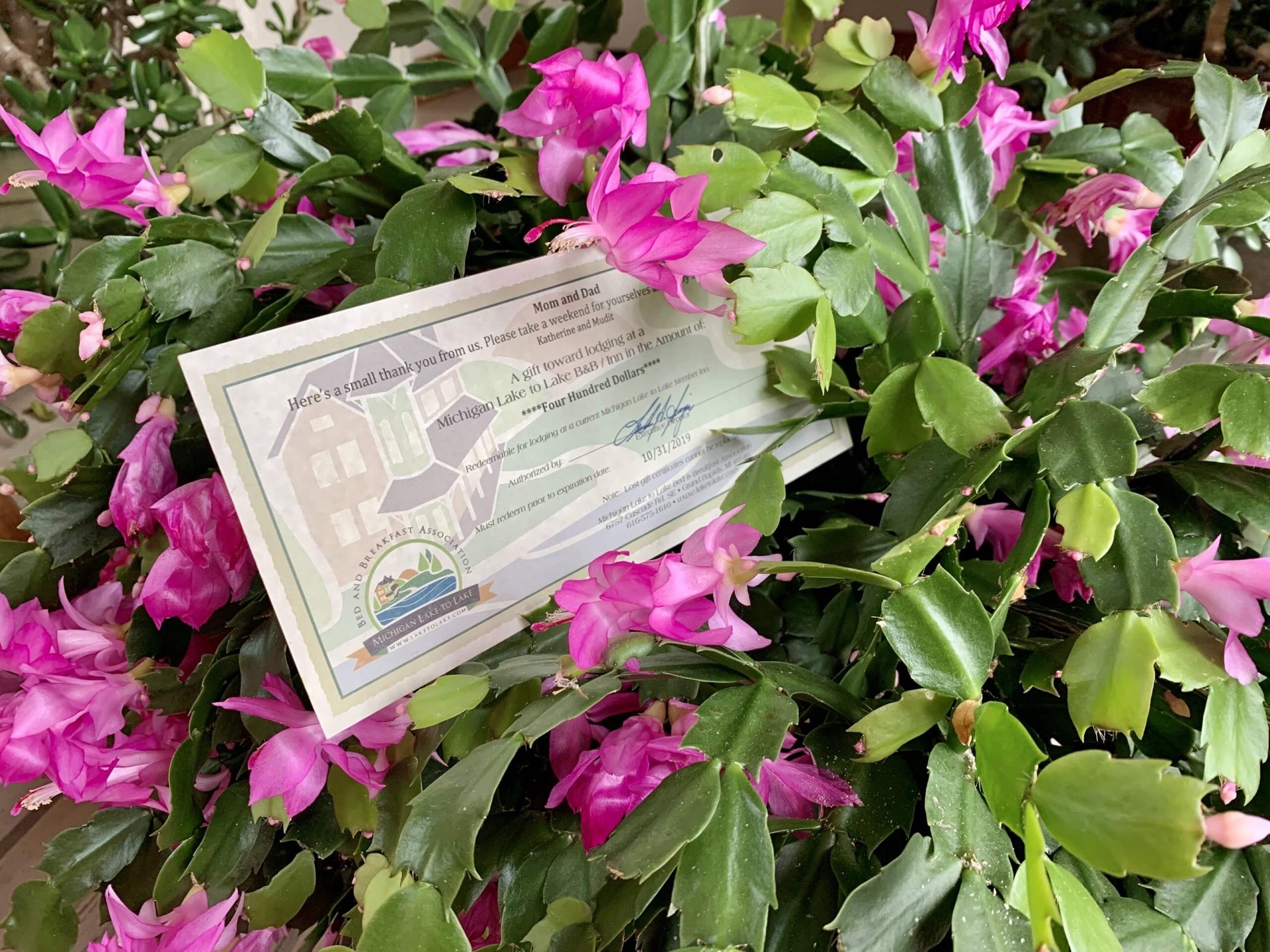 MBBA gift certificate and Christmas cactus