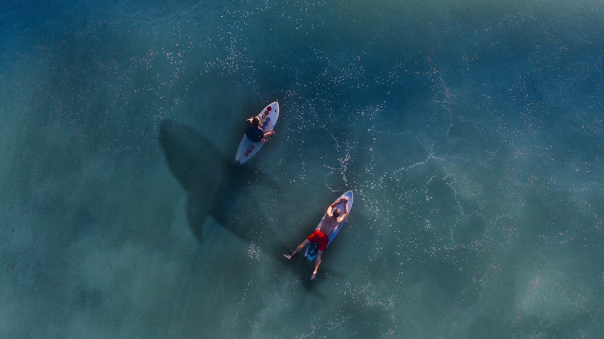 Shark swims in the water underneath two surfers