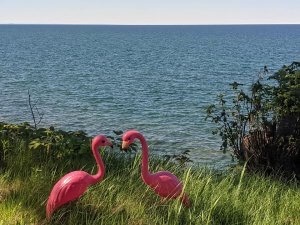 A pair of pink plastic flamingos with Lake Superior in background, one of many beautiful outdoor spaces at Michigan B&Bs.