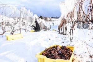 Picking grapes for ice wine at Chateau Chantal Winery and B&B