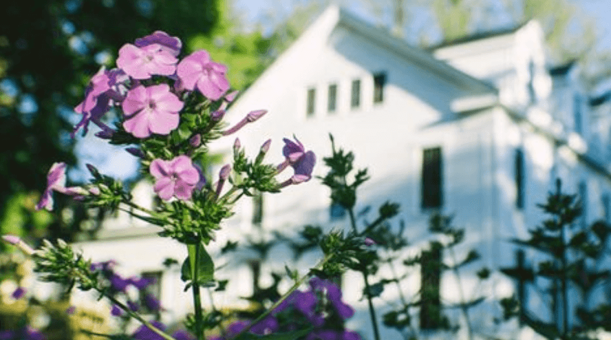 Flowers with a White House in the background