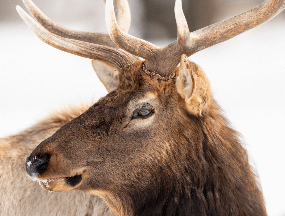 Elk in Michigan Wildlife Viewing Area