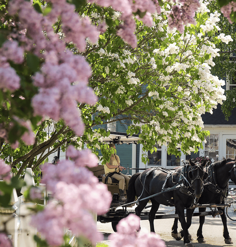Lilacs blooming with a horse and carriage in the background