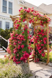 Arbor with deep pink roses