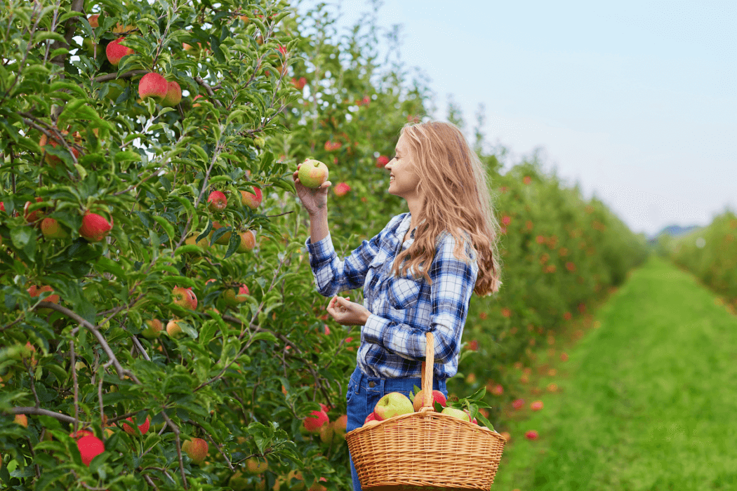 Woman in a plaid shirt apple picking