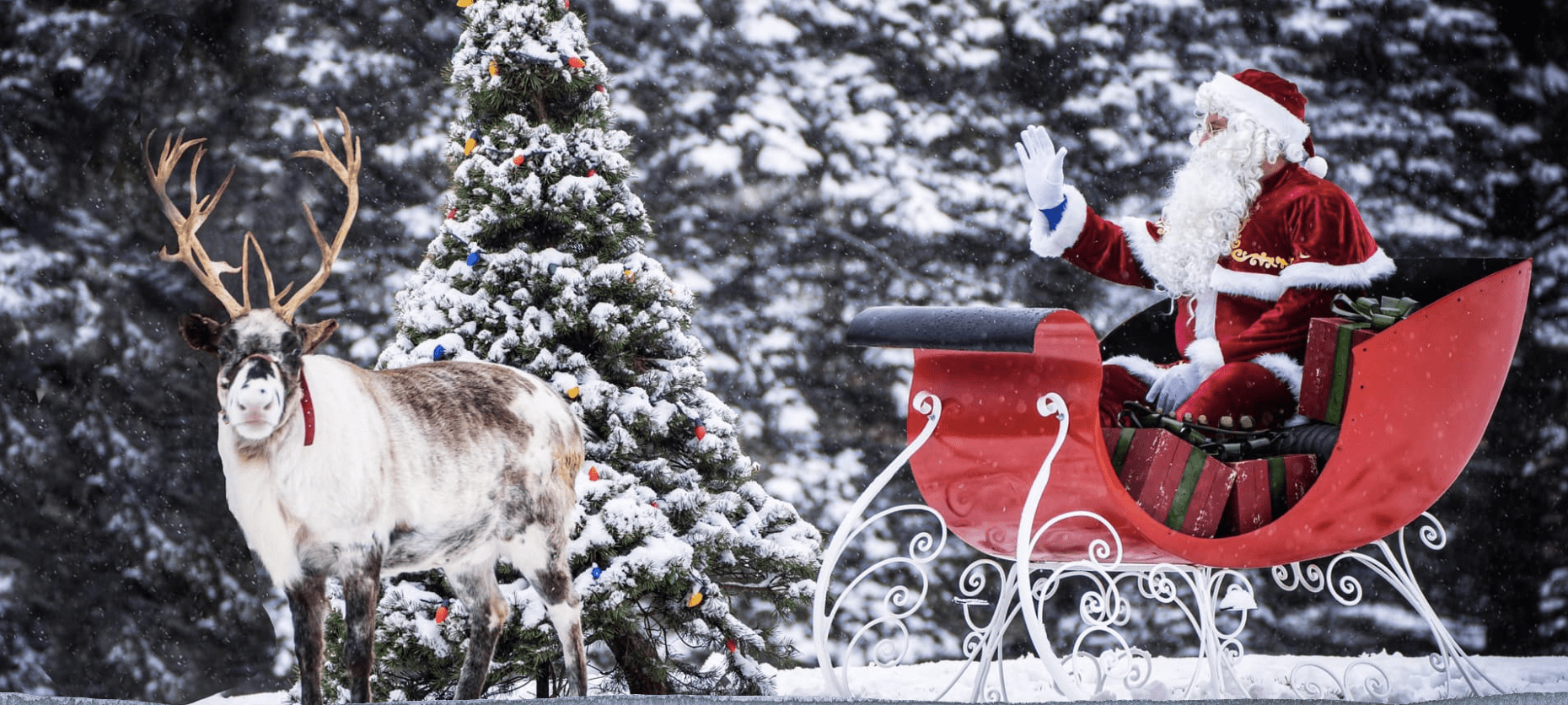 Santa, a sleigh and a live reindeer