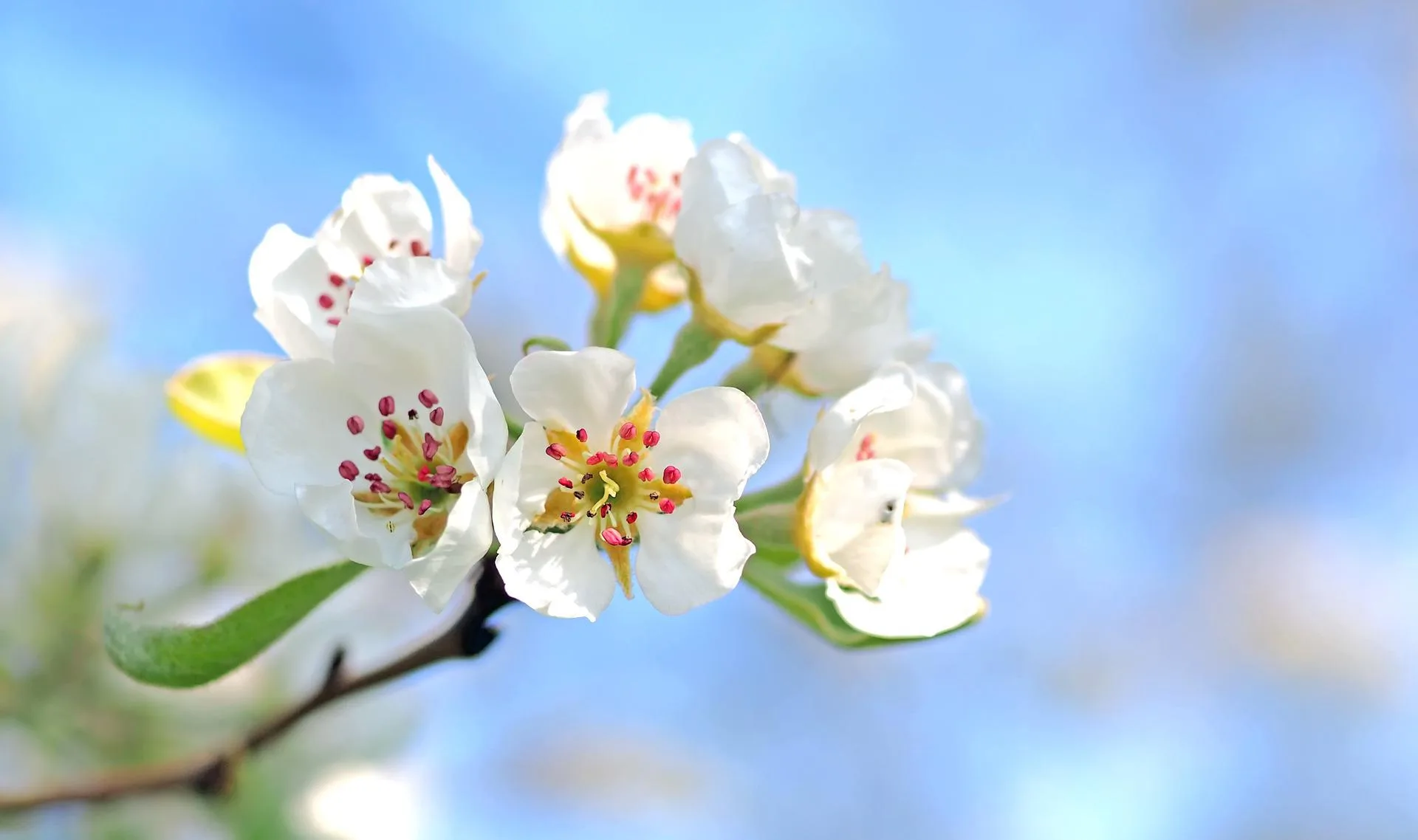Close-up of a white apple blossom