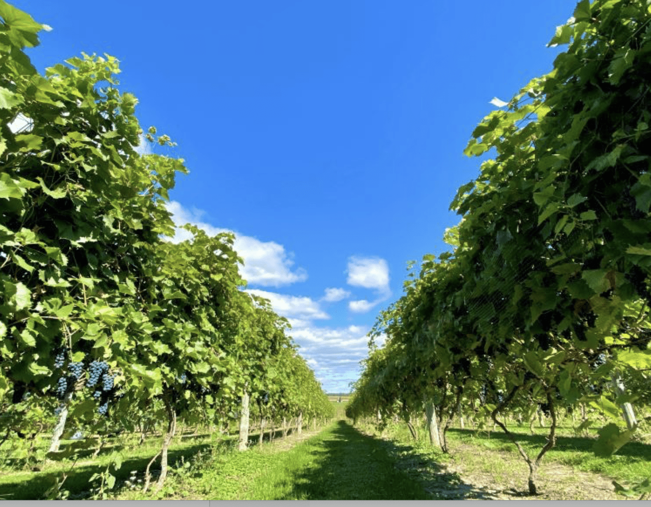 Blue sky with white clouds above with rows of grapes on each side of a grass lined path