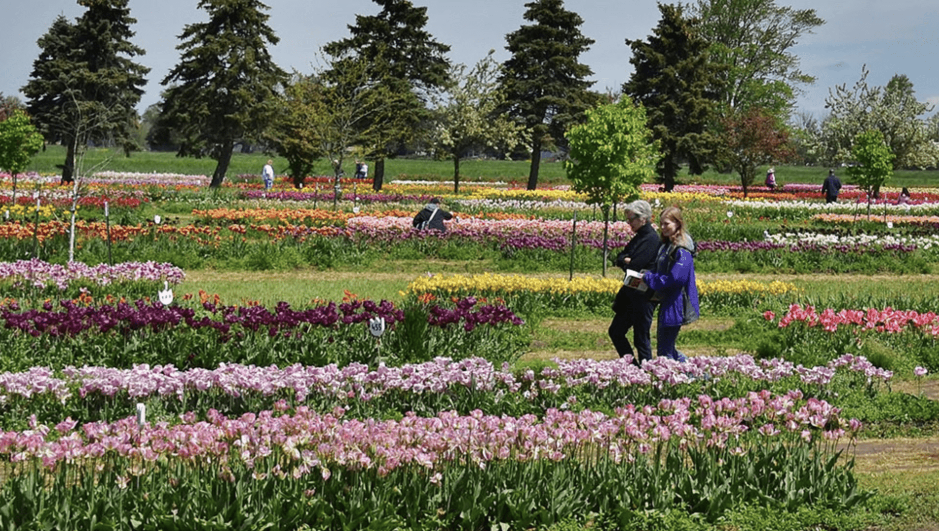 People walking though a Tulip garden in an array of different colors