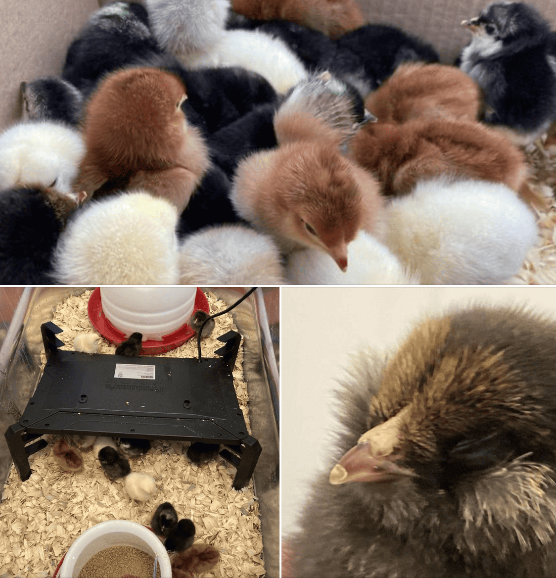 Chicks being grown in a brooder