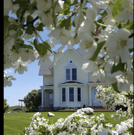 Cherry blossoms with views of an historic farmhouse