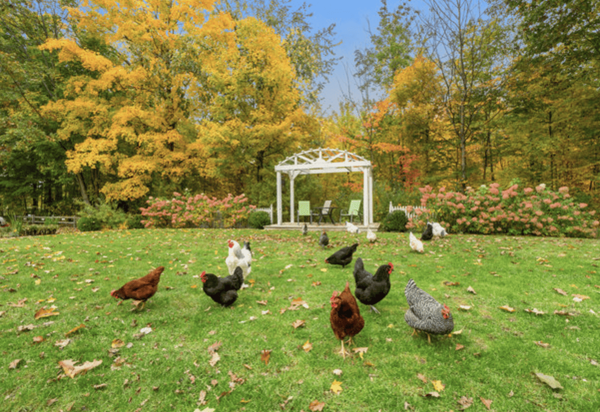 Chicken free ranging in the yard at Vintage Inn