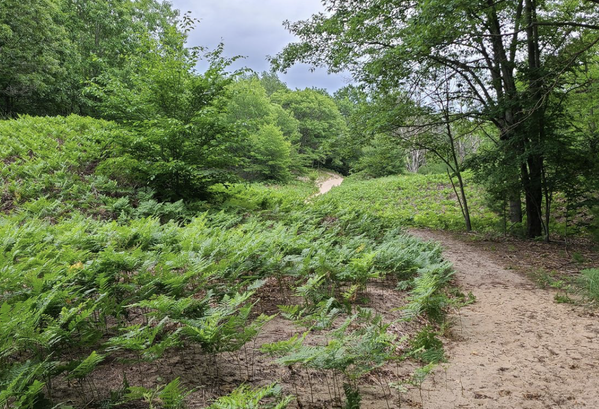 Lush greenery and a sandy path in Michigan