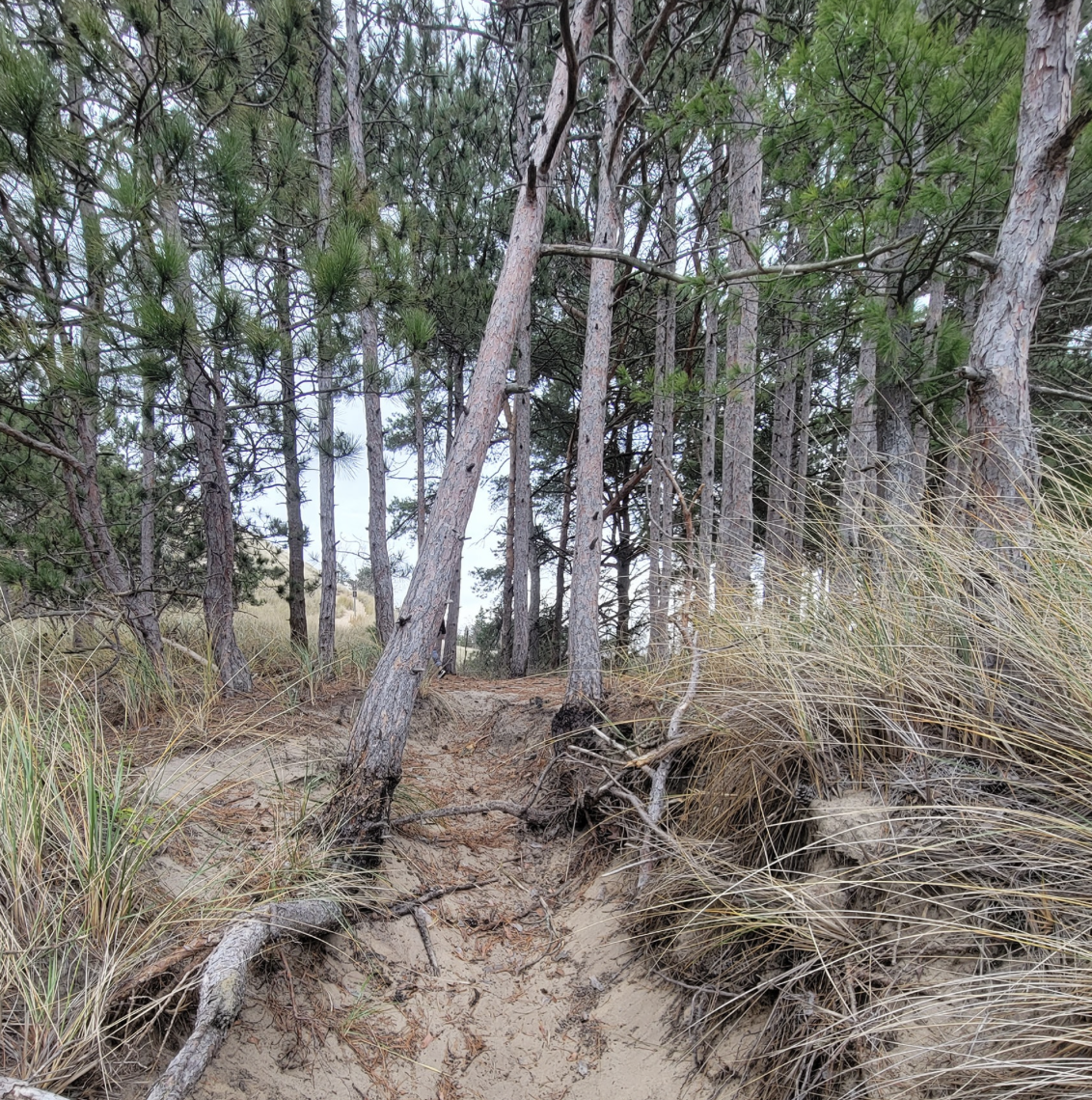 Tall trees with exposed roots and a sandy trail in Michigan