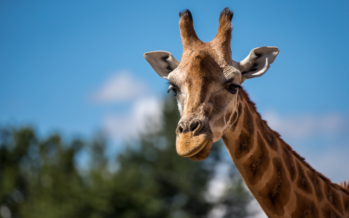 Close-up of a giraffe's head with blue sky in the background